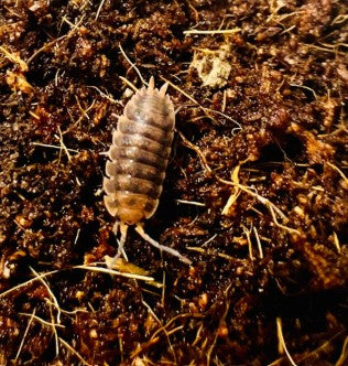 SPRINGTAILS