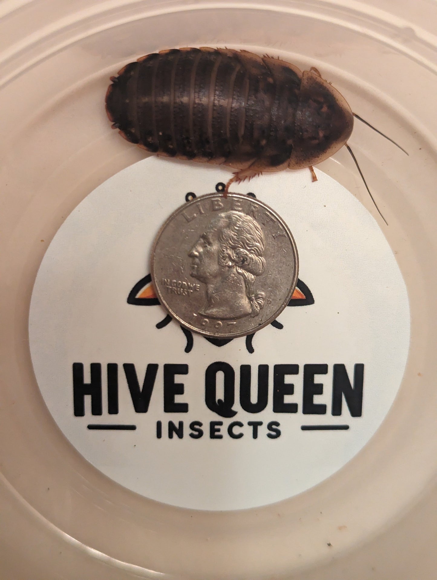 Live Organic Dubia Roaches – Happy & Nutritious Treats by PNC Family Finds