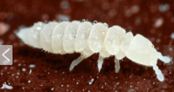 ARMADILLIDIUM DEPRESSUM