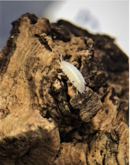 ARMADILLIDIUM DEPRESSUM
