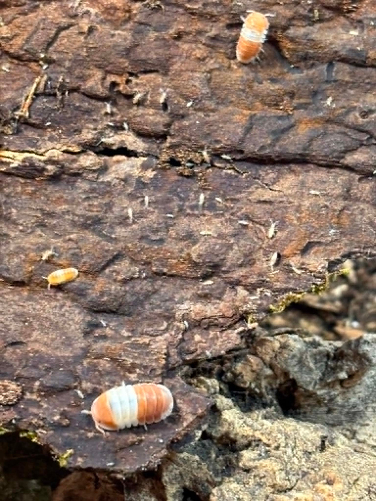 CUBARIS RED PANDA Isopods Each 1 count =10+ Pods
