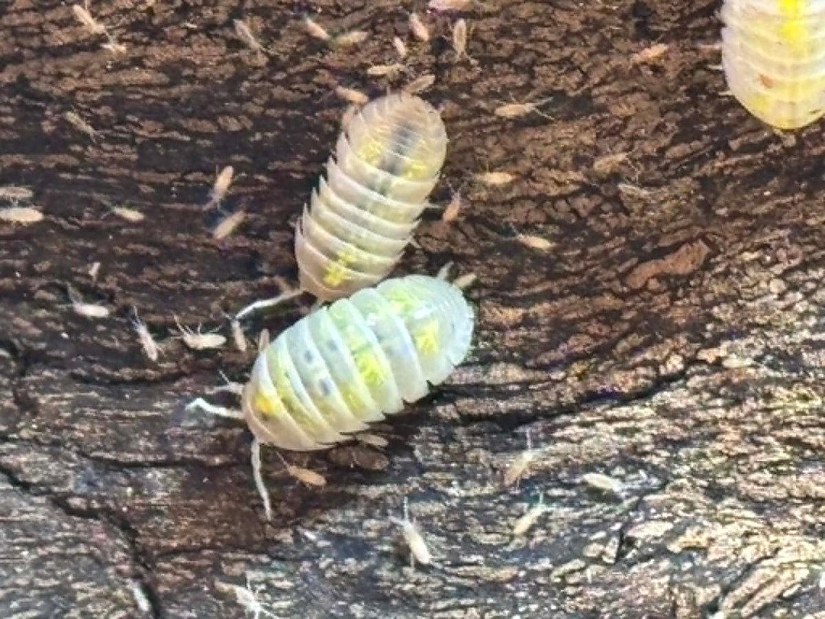 ARMADILLIDIUM VULGAR --MAGIC POTION Each 1 count =10+ Pods