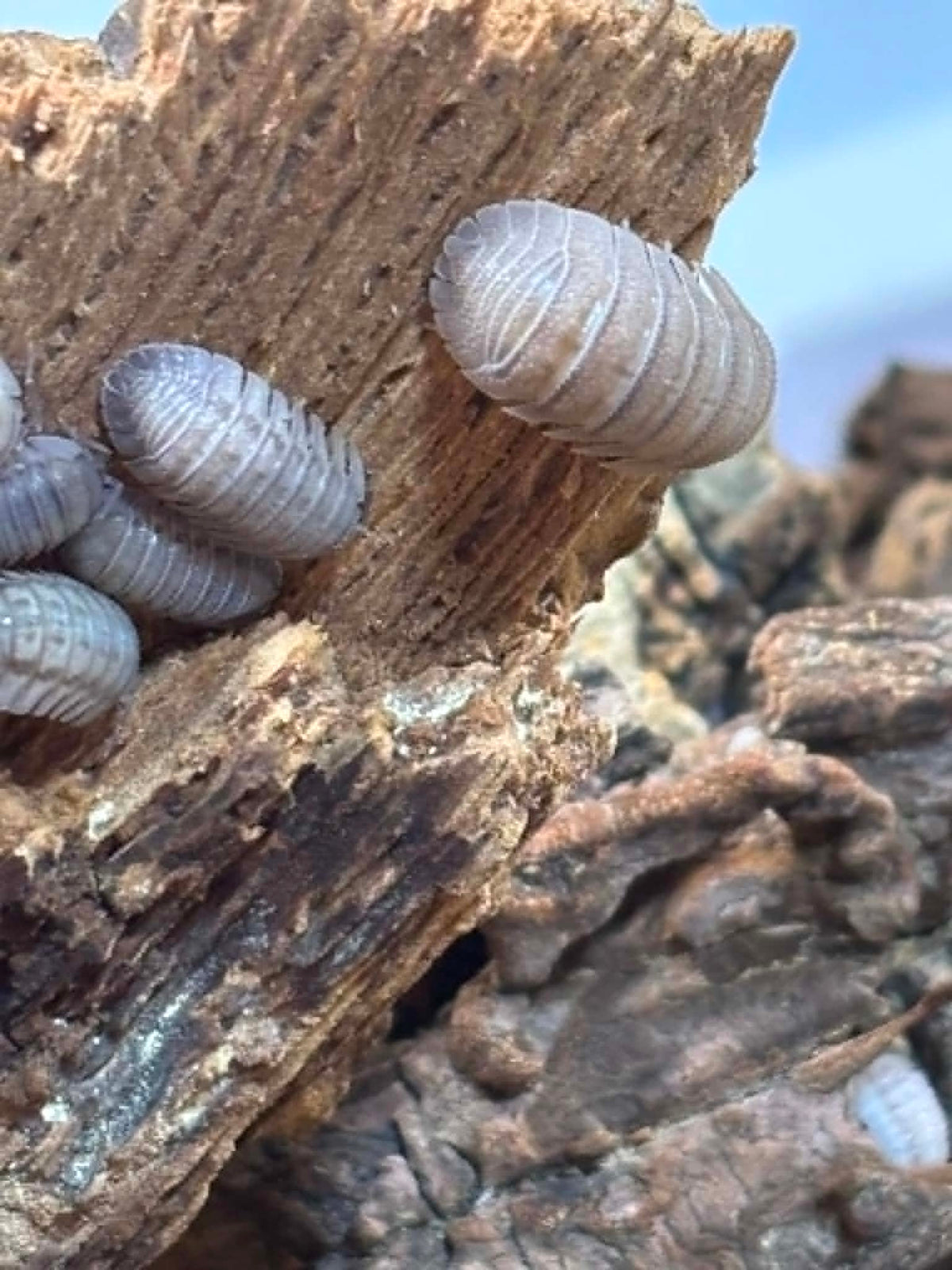 ARMADILLIDIUM PERACCAE Isopods Each 1 count =10+ Pods