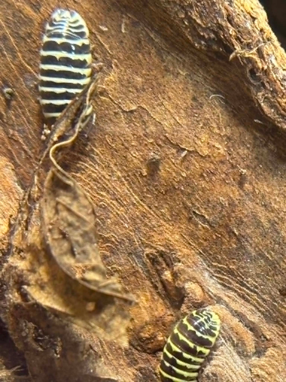 ARMADILLIDIUM --YELLOW ZEBRA