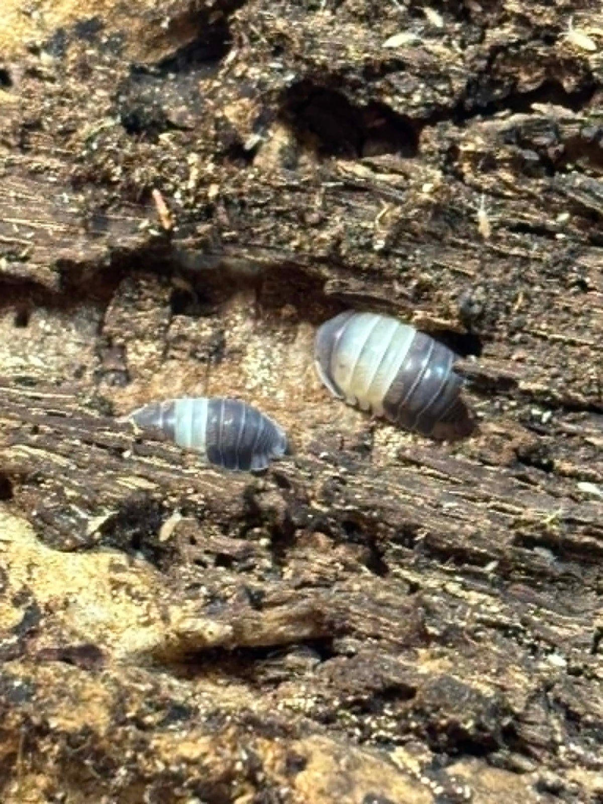 CUBARIS PANDA KINGS Isopods 10+