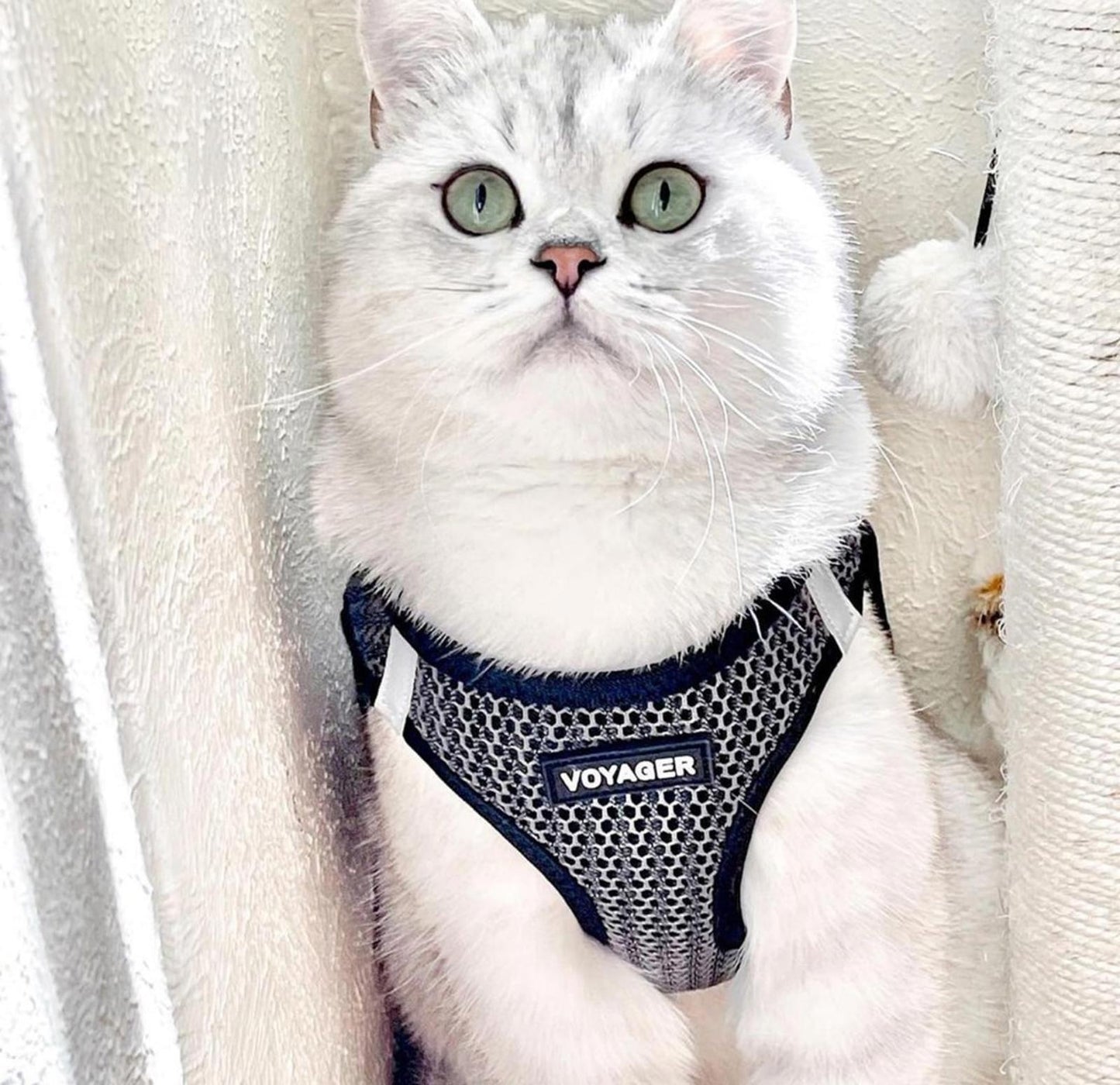 All Weather Mesh, Reflective, No Pull Harness for Large Dogs, Large