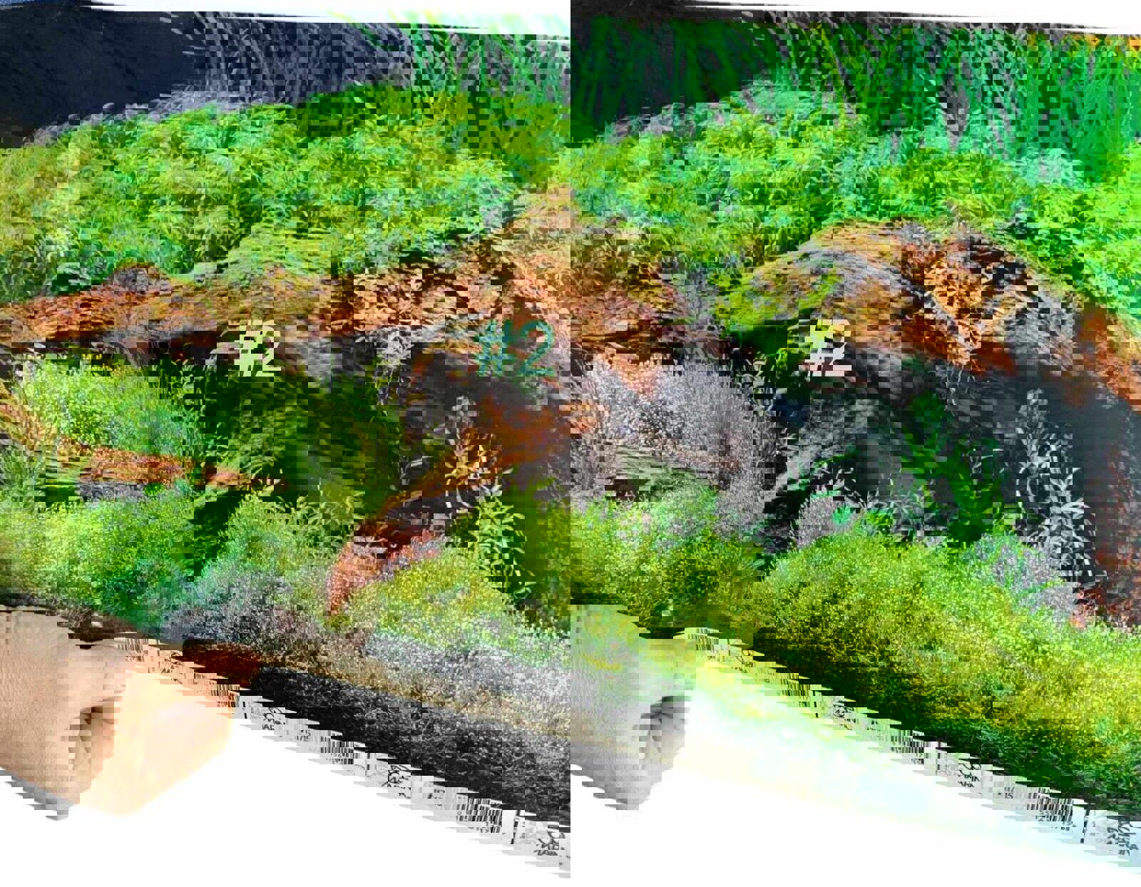 Aquarium Background #2 featuring lush green plants and natural wood texture.