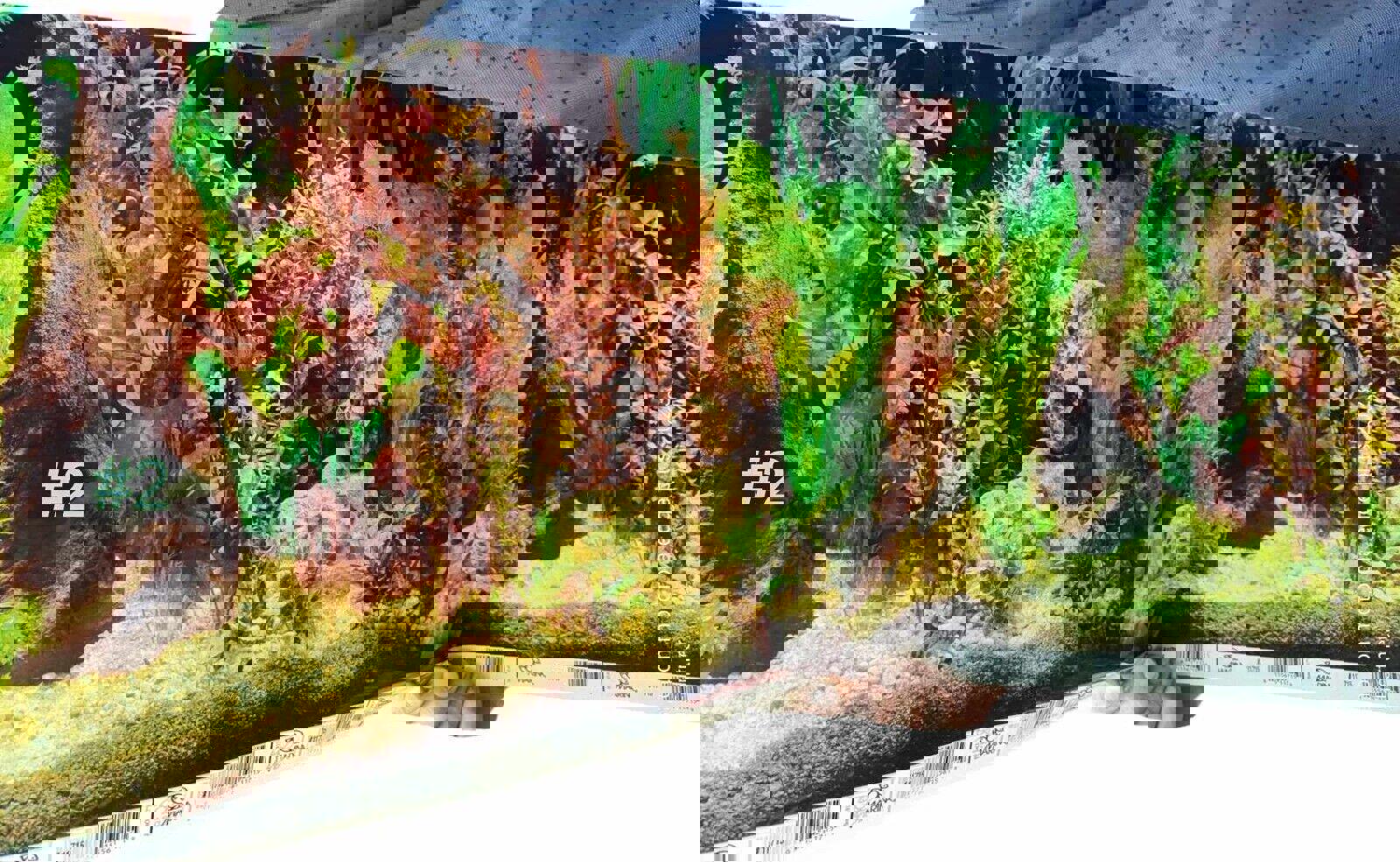 Aquarium background featuring lush green plants and natural decor for vibrant aquatic environments.