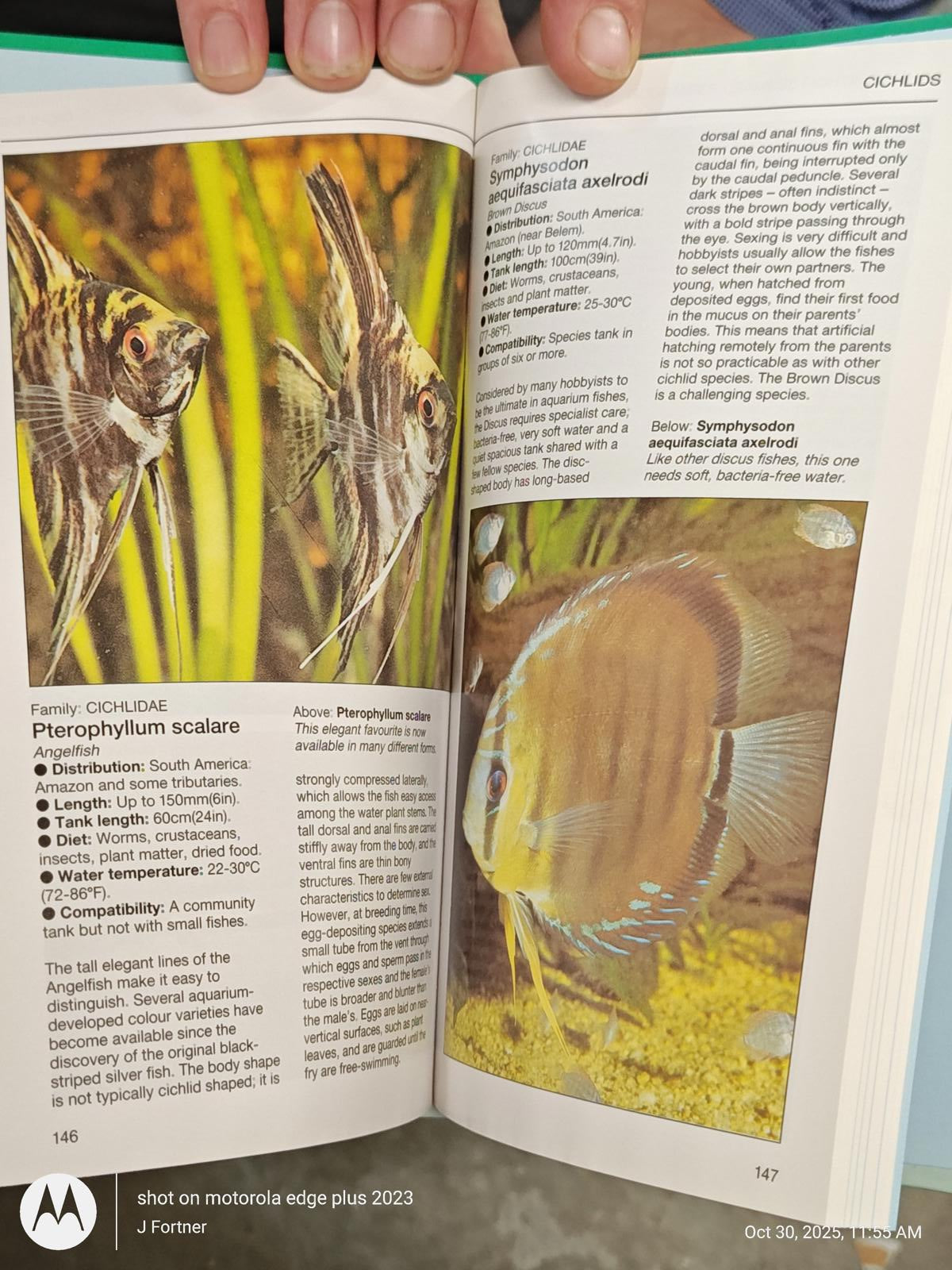 Aquarium Fish Guide featuring Pterophyllum scalare with detailed descriptions and images.