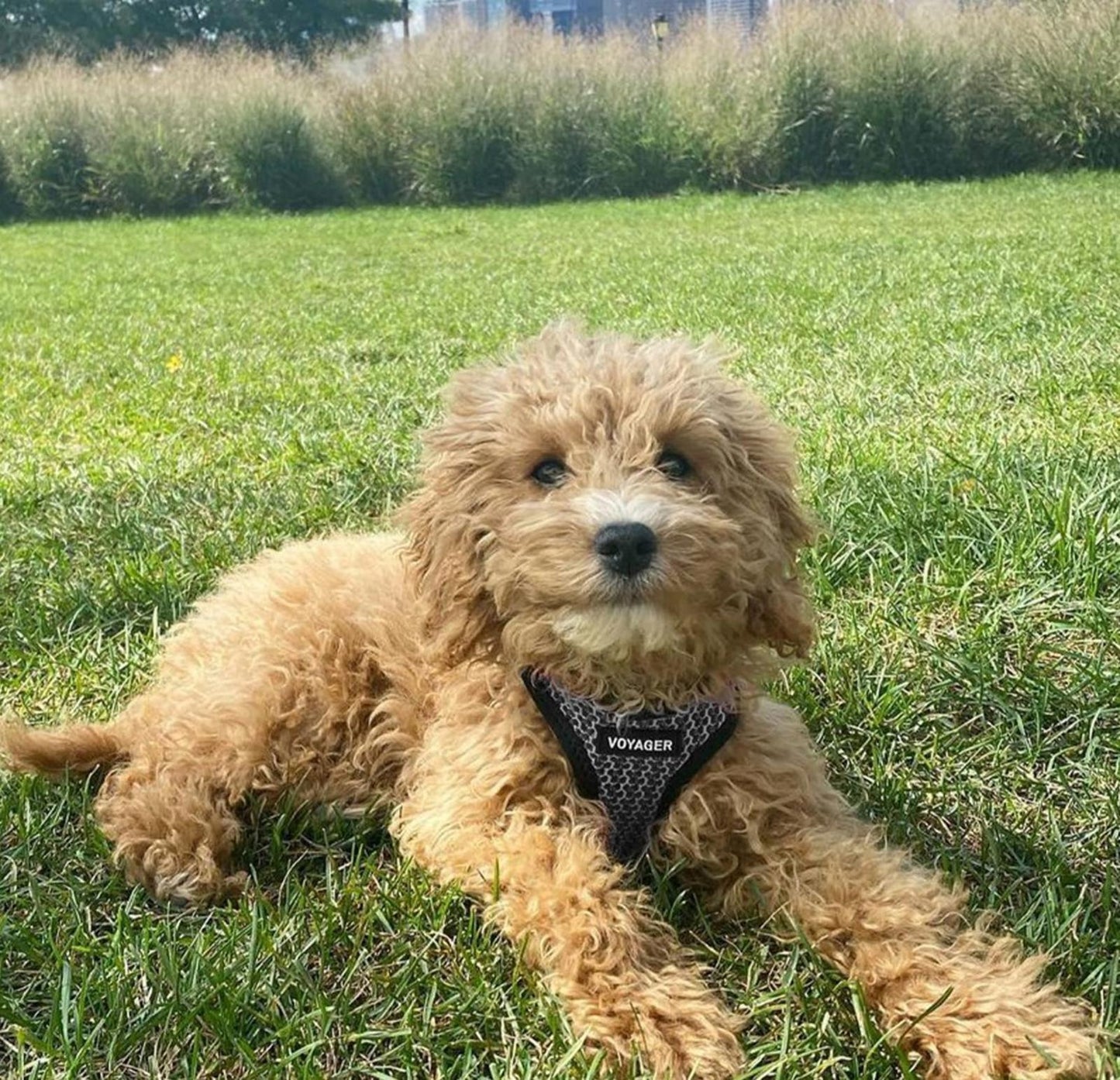 All Weather Mesh, Reflective, No Pull Harness for Large Dogs, Large