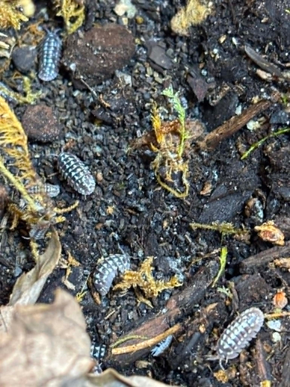 ARMADILLIDIUM GESTROL-- ZINGER Isopods  Each 1 count =10+ Pods