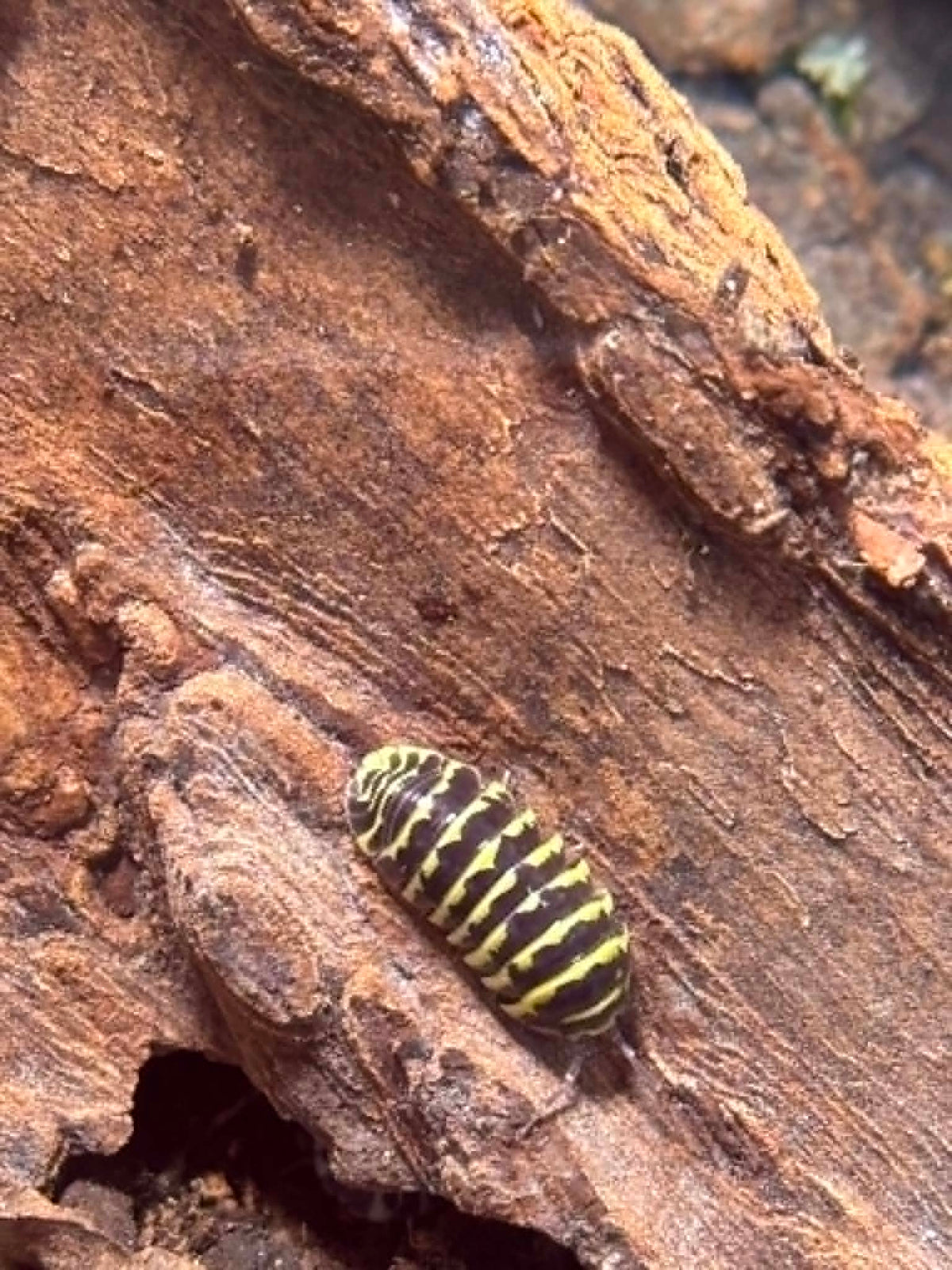 ARMADILLIDIUM --YELLOW ZEBRA