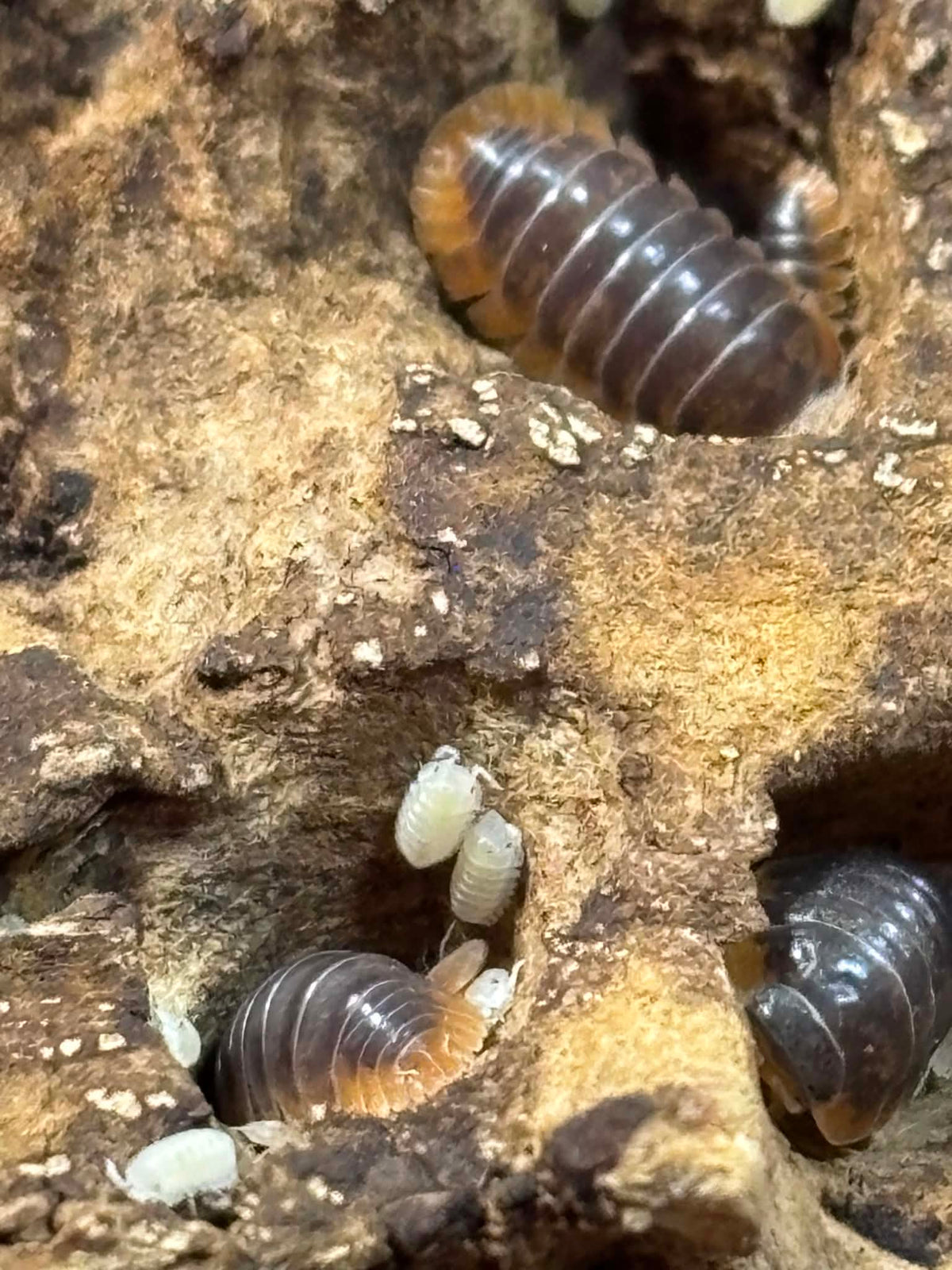 CUBARIS SP MIYAKO JAPANESE RED EDGE Isopods Each 1 count =10+ Pods