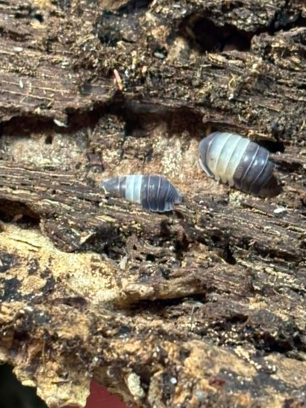 CUBARIS PANDA KINGS Isopods 10+