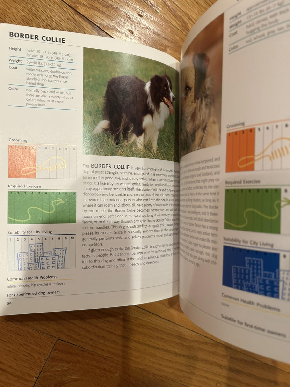Border Collie breed information with images and characteristics in a booklet.