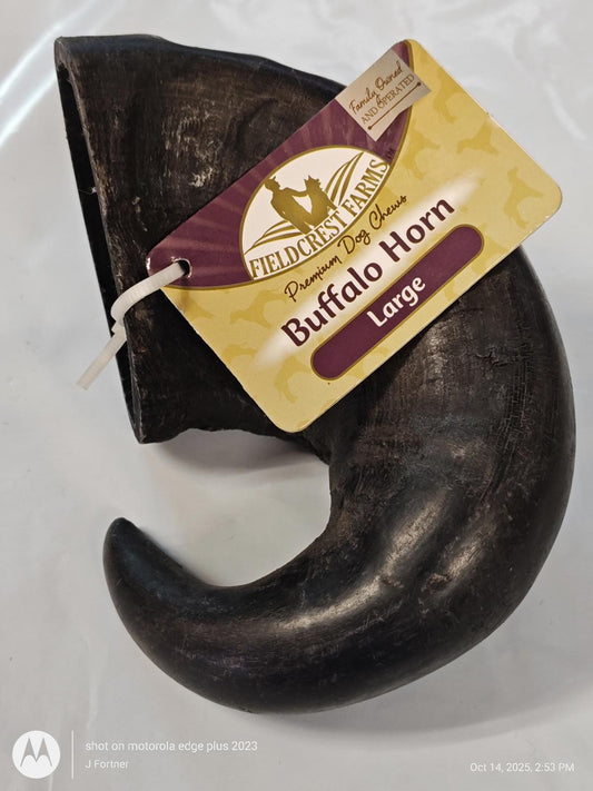 Buffalo Horn large with a glossy black finish and curved shape, ideal for decorative use.