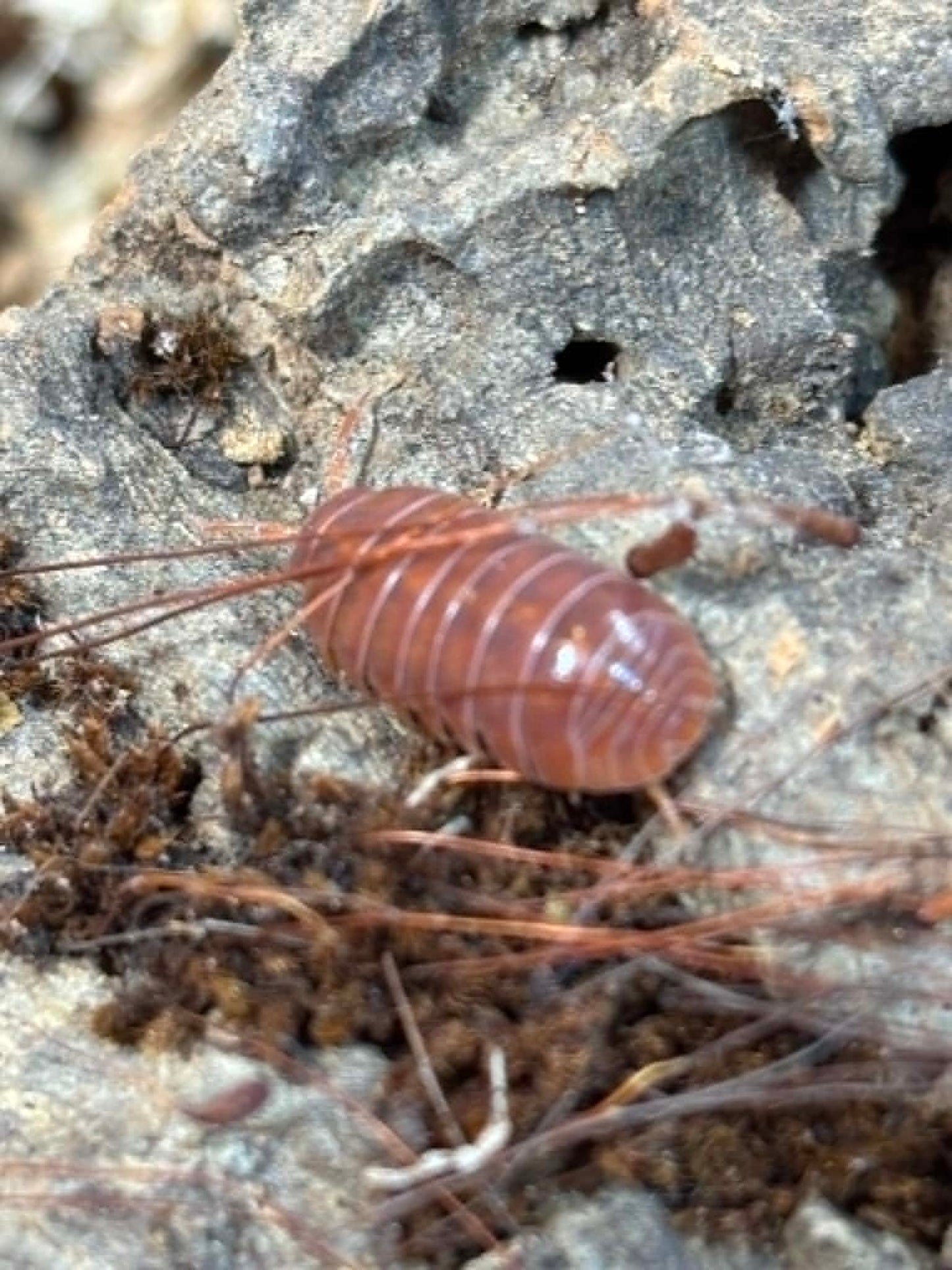 ARMADILLIDIUM VULGAR --Orange Vigor Each 1 count =10+ Pods