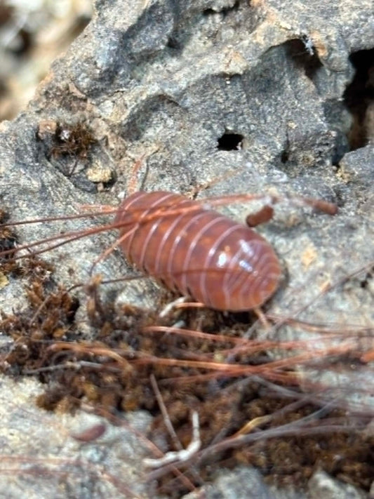 ARMADILLIDIUM VULGAR --Orange Vigor Each 1 count =10+ Pods