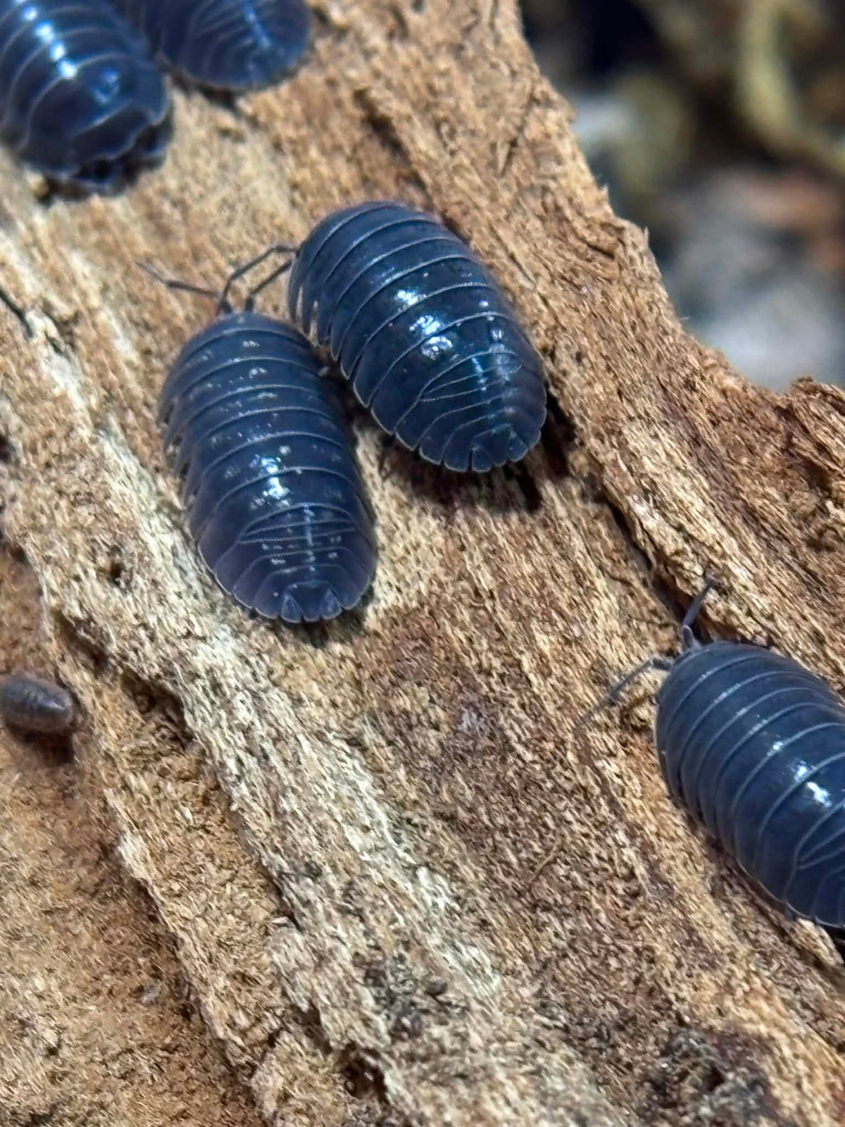 ARMADILLIDIUM DEPRESSUM Isopods 10+