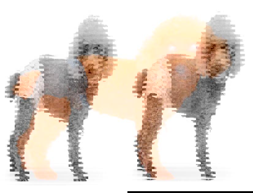 Paw Inspired Disposable Dog Diapers | Female Dog Diapers Ultra Protection | SMAL