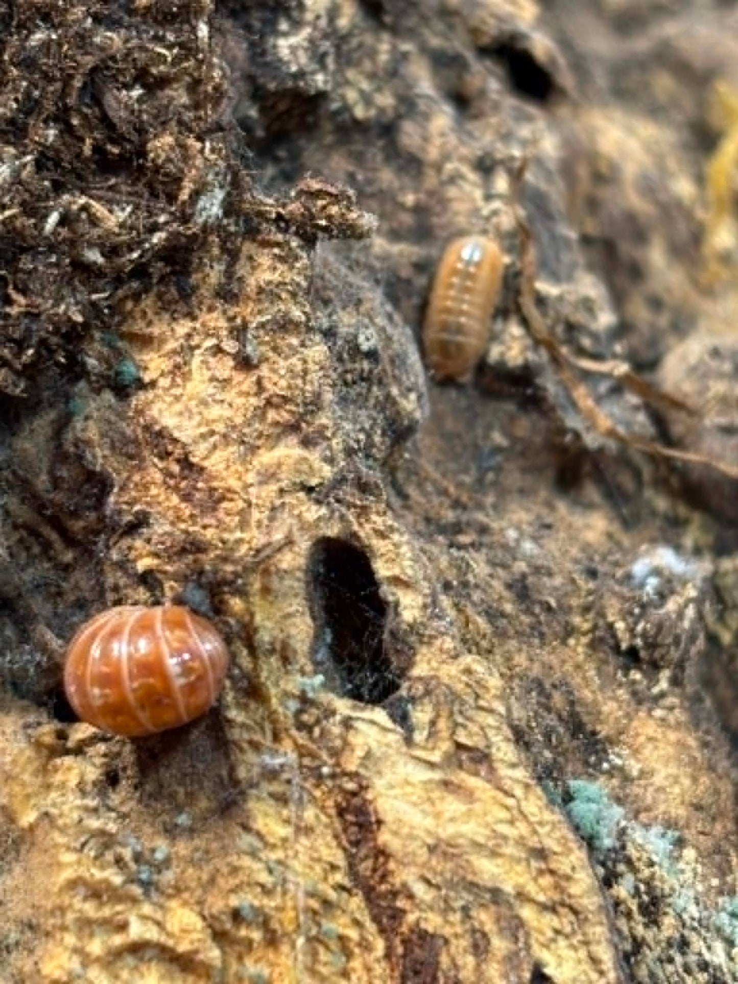 ARMADILLIDIUM VULGAR --Orange Vigor Each 1 count =10+ Pods