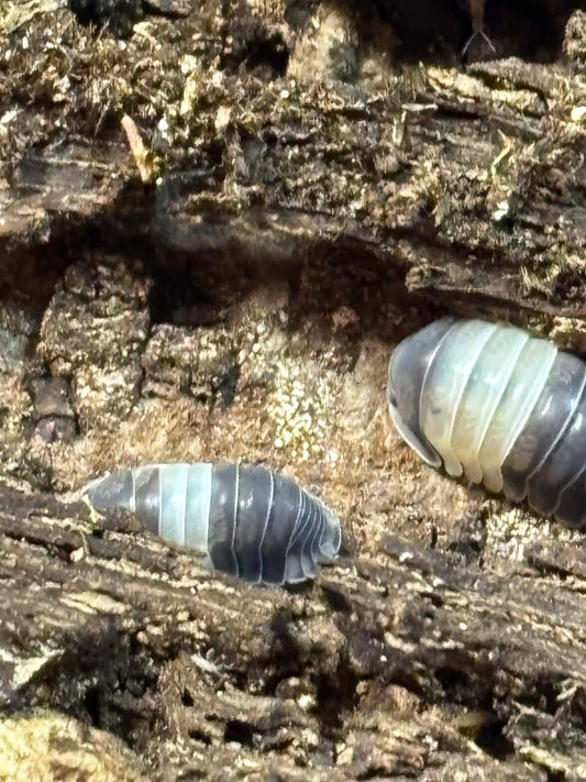 CUBARIS PANDA KINGS Isopods 10+