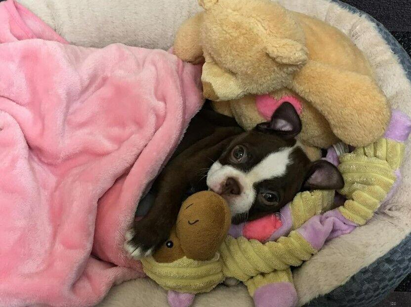 Cozy Boston Terrier puppy snuggled in a soft blanket with plush toys.