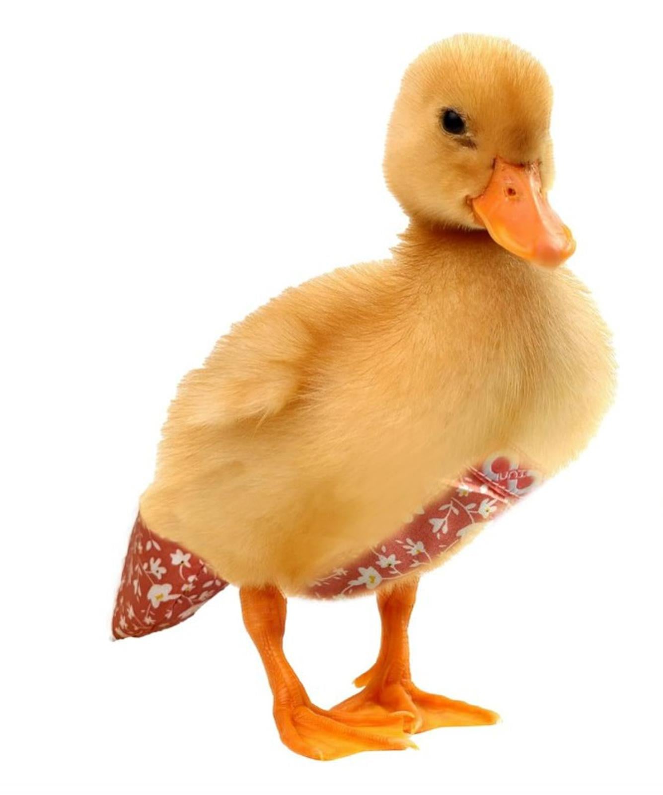 Cute duckling wearing a patterned fabric wrap, showcasing its fluffy yellow feathers.