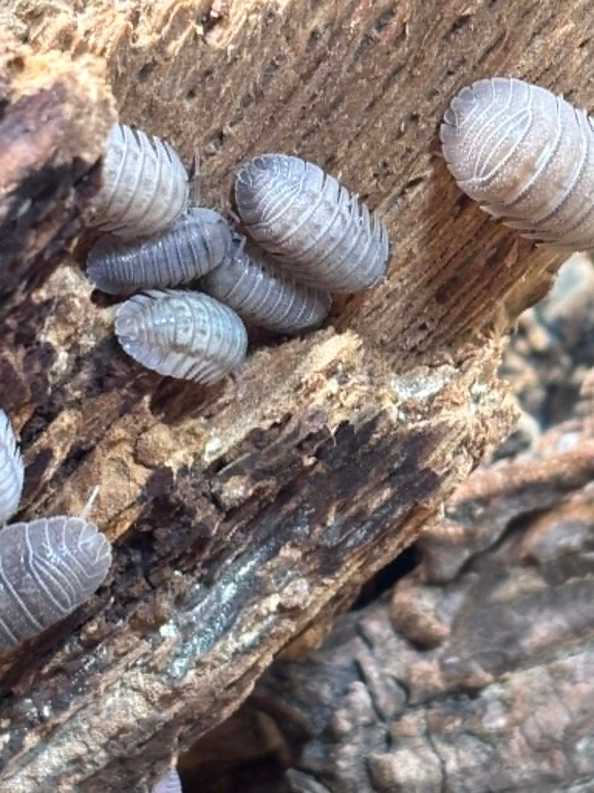 ARMADILLIDIUM PERACCAE Isopods Each 1 count =10+ Pods