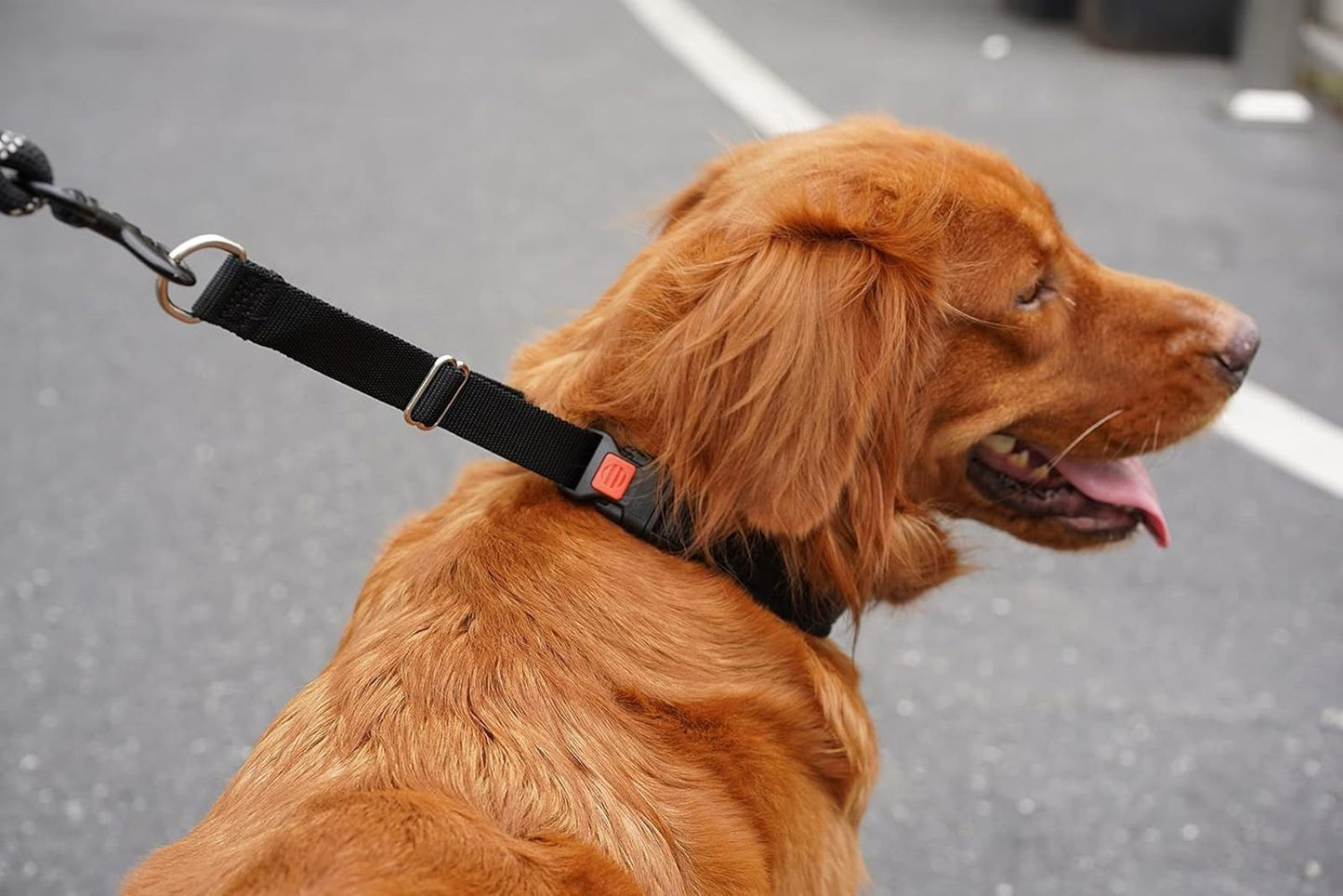 Leather Studded  Martingale Training Collar  Large Dogs