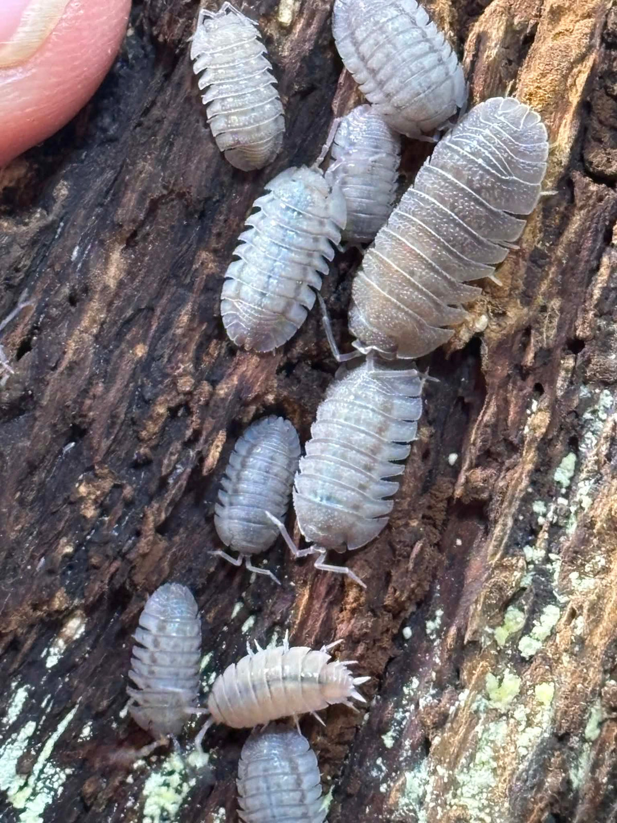 ARMADILLIDIUM PERACCAE Isopods Each 1 count =10+ Pods