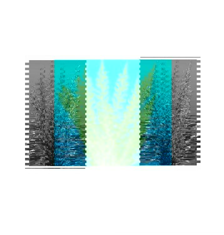 Nature's Image: Aquafern Medium, Freshwater 6" Red, Green or Rainbow Decor