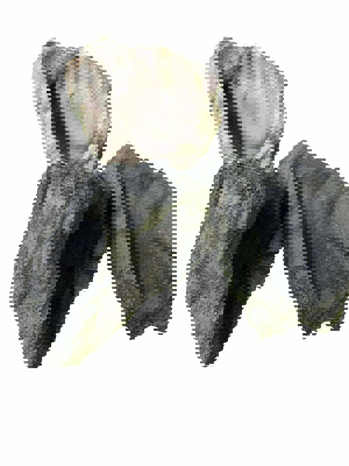 Reptile/Hermit Crab/Tarantula Stone Look Dishes Asst.Colors 48pc