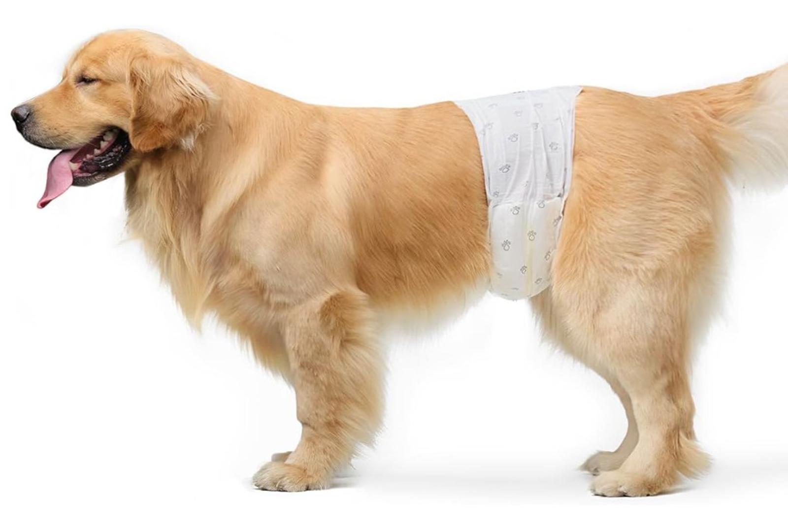 Golden Retriever wearing a dog diaper for comfort and protection.