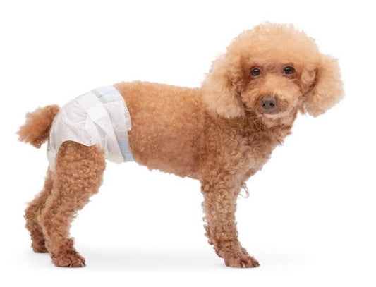 Dog Diapers for small breeds, featuring a poodle wearing a white diaper.