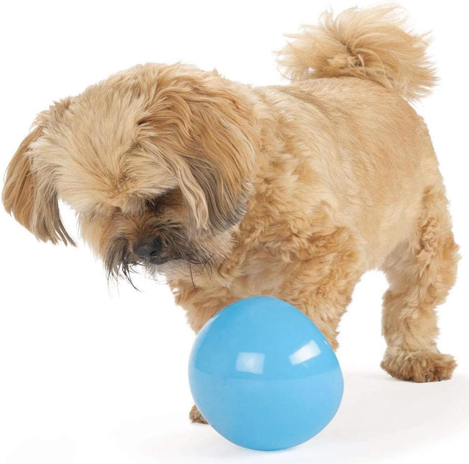 Dog playing with a blue rubber ball, showcasing its playful nature.