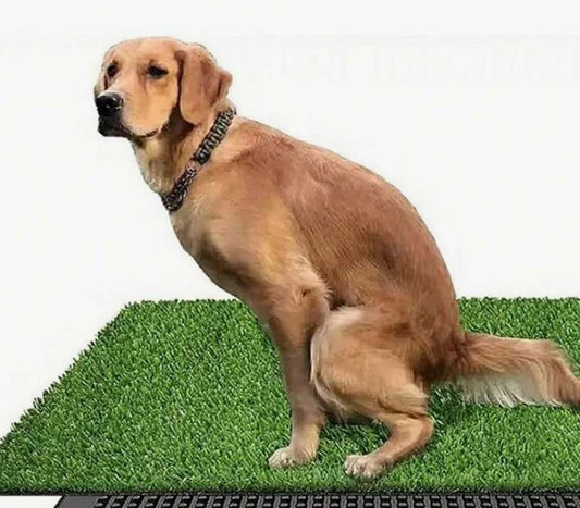 Pet Grass Pad for Dogs featuring a golden retriever on artificial grass.
