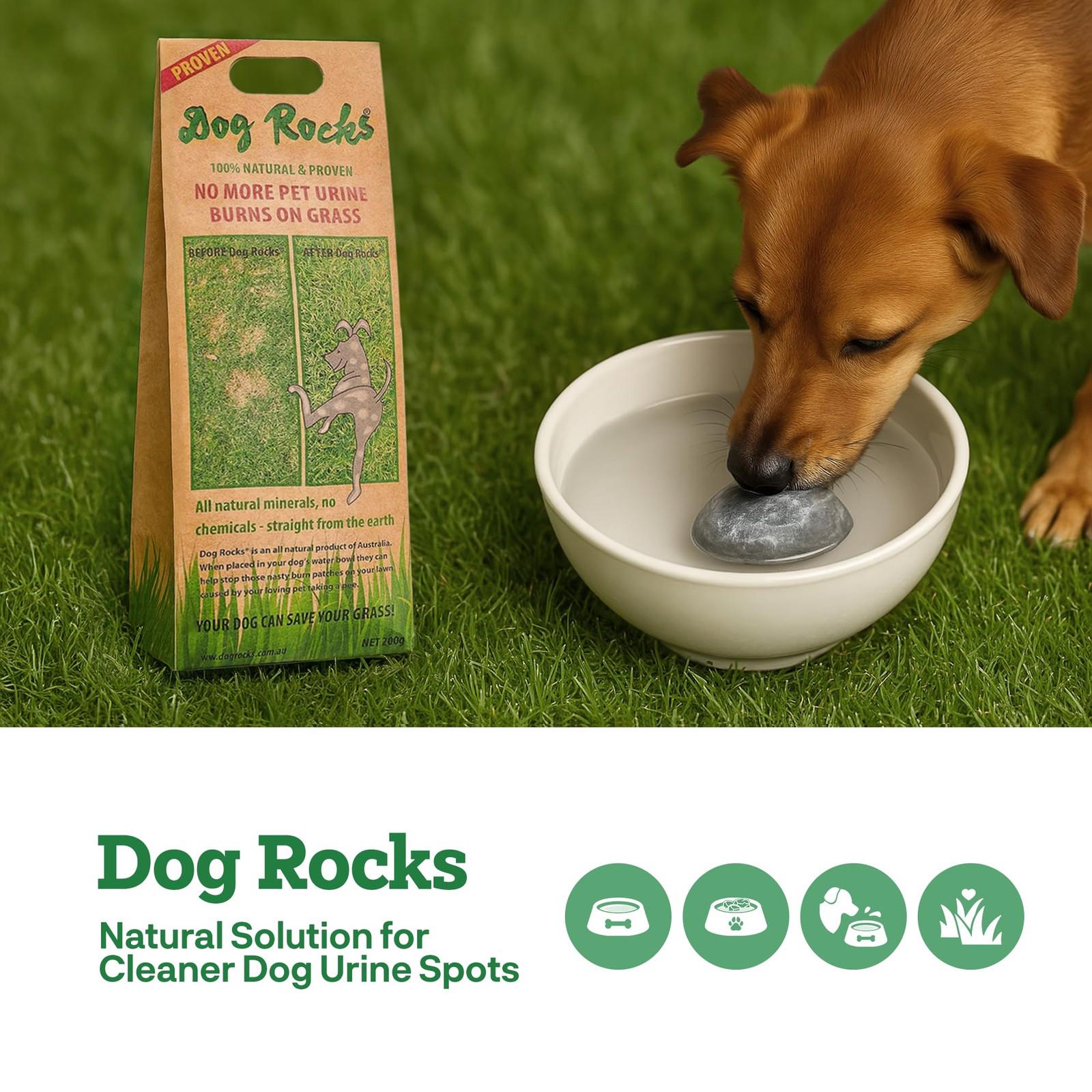 Dog Rocks natural solution for cleaner dog urine spots, with a dog drinking water and the product packaging.