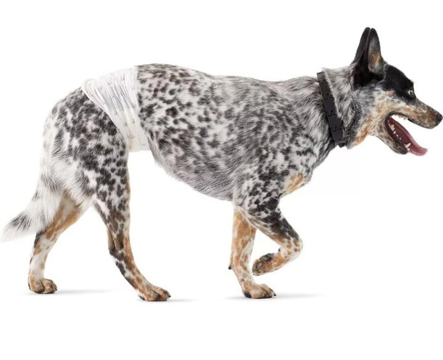 Dog in a protective wrap, showcasing its spotted coat and playful demeanor.