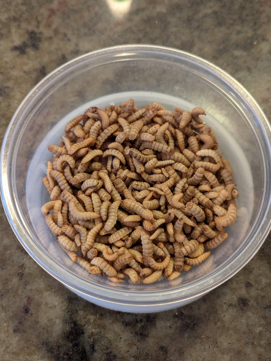 Dried mealworms in a clear container, ideal for bird and reptile feeding.