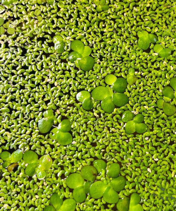 Duckweed plant covering a water surface with vibrant green leaves.