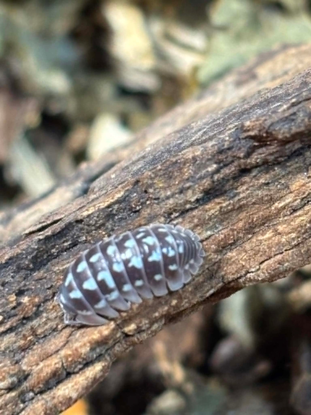 ARMADILLIDIUM GESTROL-- ZINGER Isopods  Each 1 count =10+ Pods