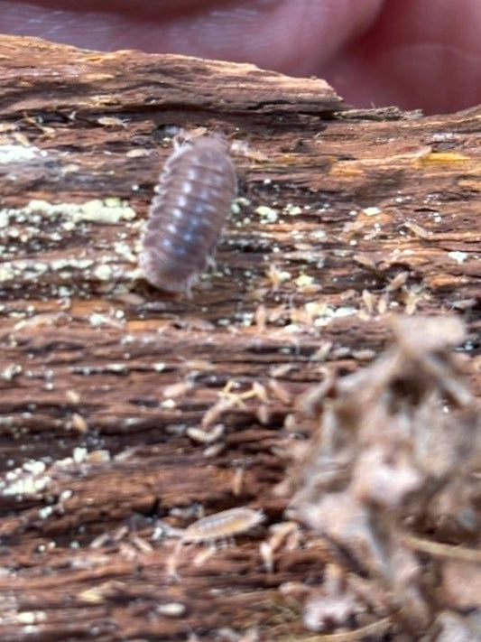 CUBARIS BLACK PANDA Isopods  Each 1 count =10+ Pods