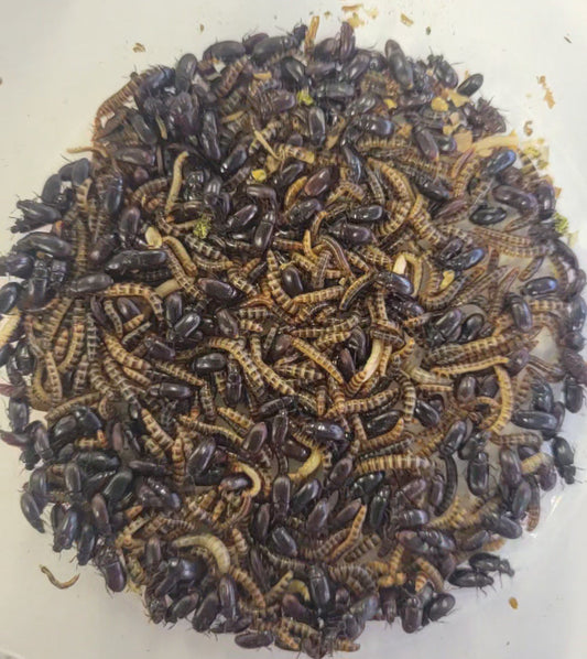Edible Black Soldier Fly Larvae, a nutritious protein source, served in a dish.