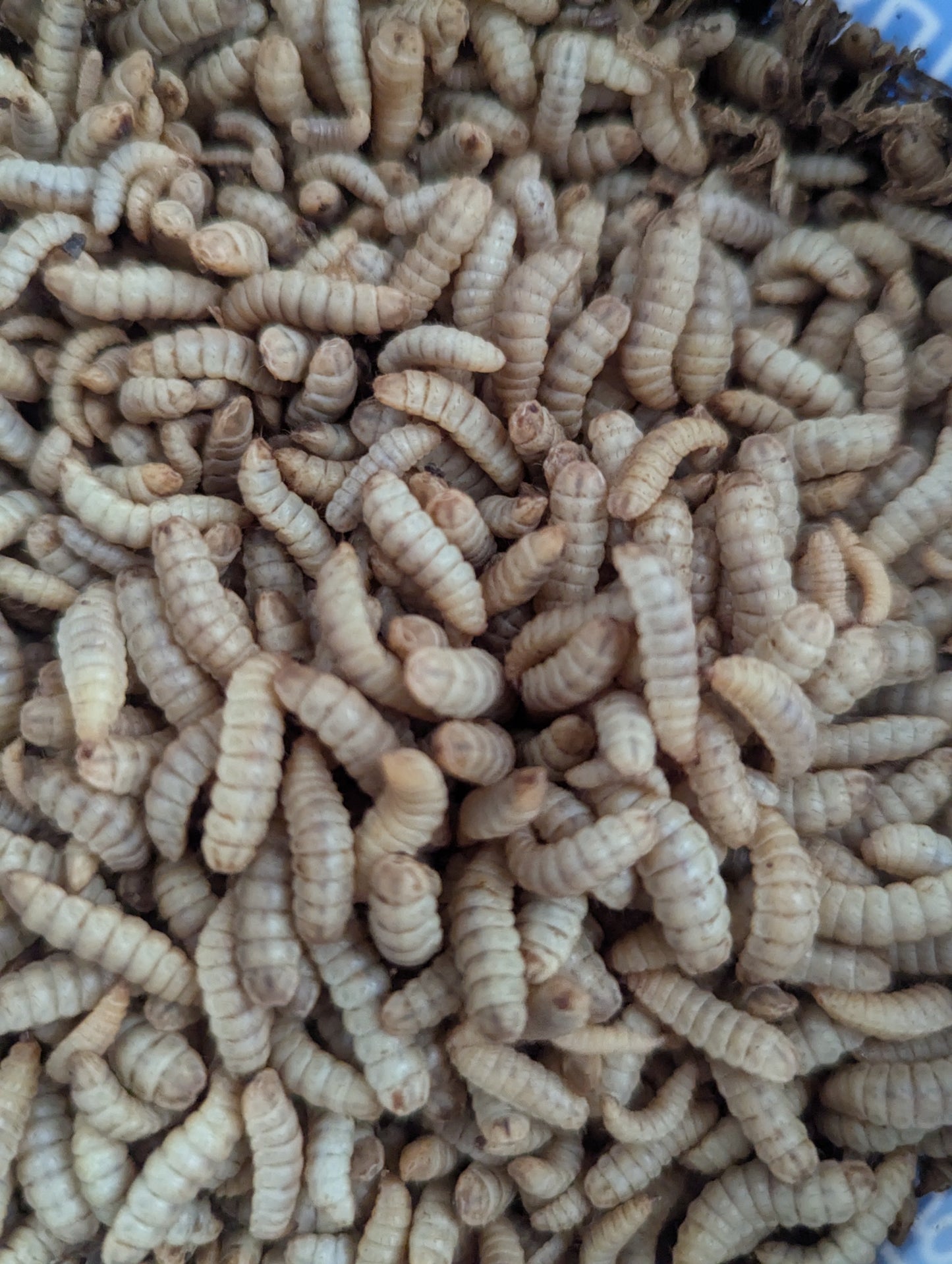 Edible mealworms, a nutritious protein source, displayed in a natural setting.