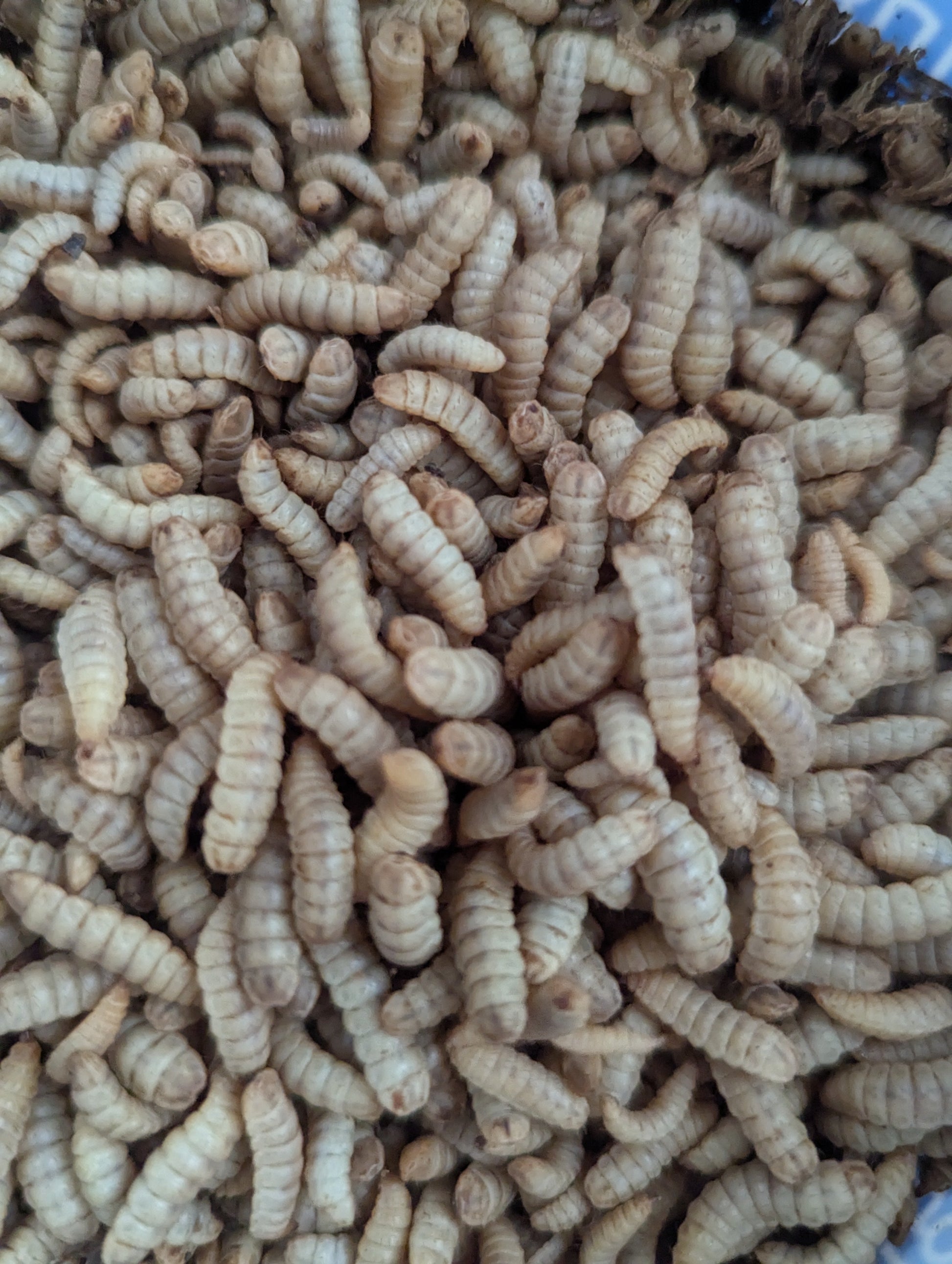 Edible mealworms, a nutritious protein source, displayed in a natural setting.