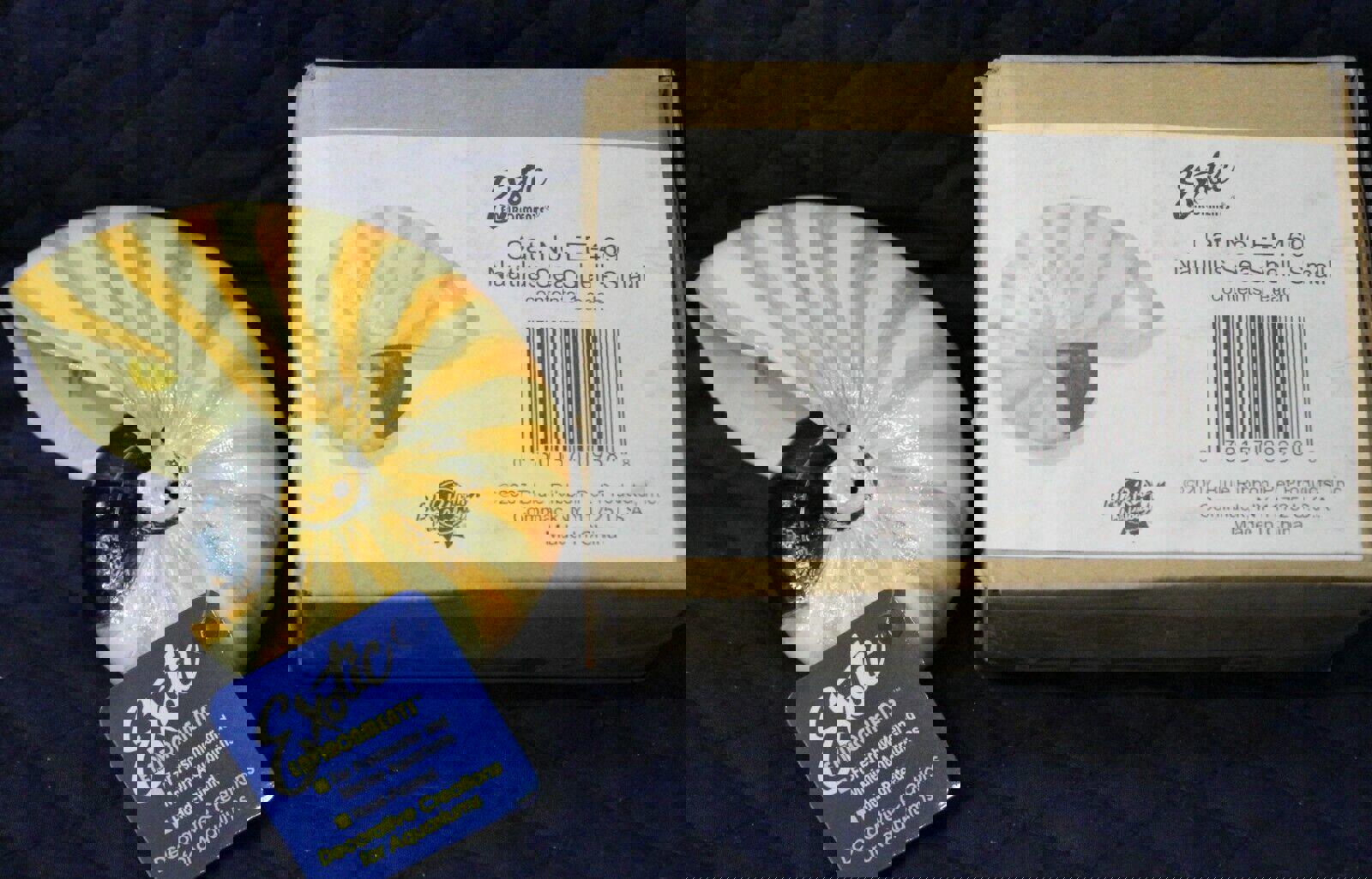 Exotic Expressions Nautilus Sea Shell Small features a vibrant yellow and white spiral design.