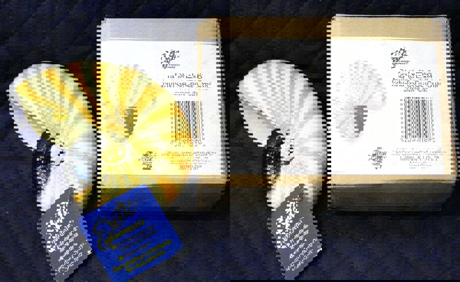 Exotic nautilus sea shell small with yellow and black spiral design.