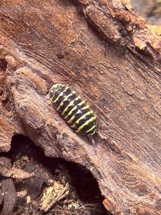 ARMADILLIDIUM --YELLOW ZEBRA