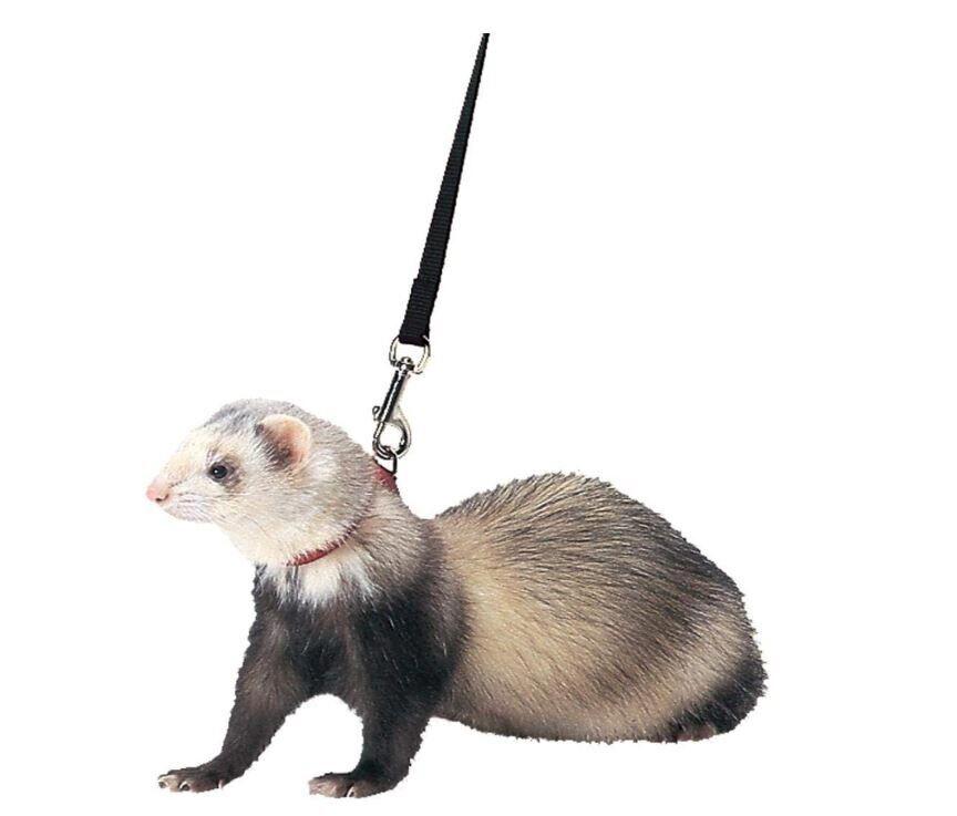 Ferret leash featuring a durable design and comfortable grip for pet owners.